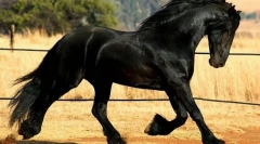 Фризька коня